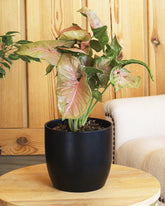 Pink Syngenium with Green Stripes